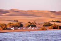 /album/fotogalerie/western-sahara-061-kopie-jpg/